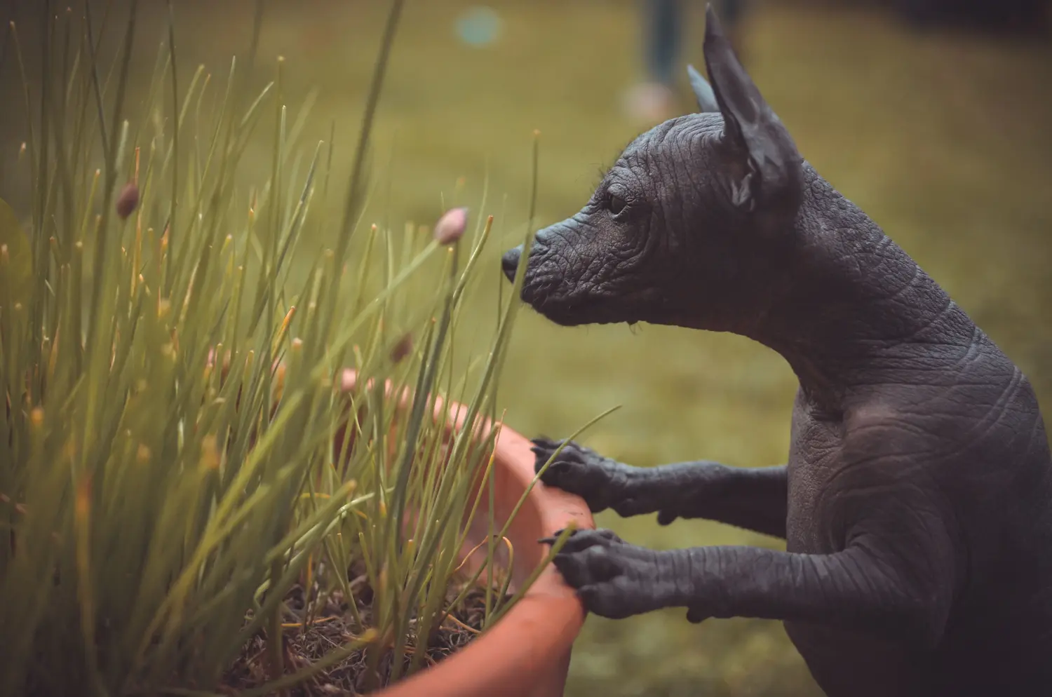 Acheter un chiot chien nu péruvien, c'est prendre ses responsabilités ! Acheter un chiot chien nu péruvien.