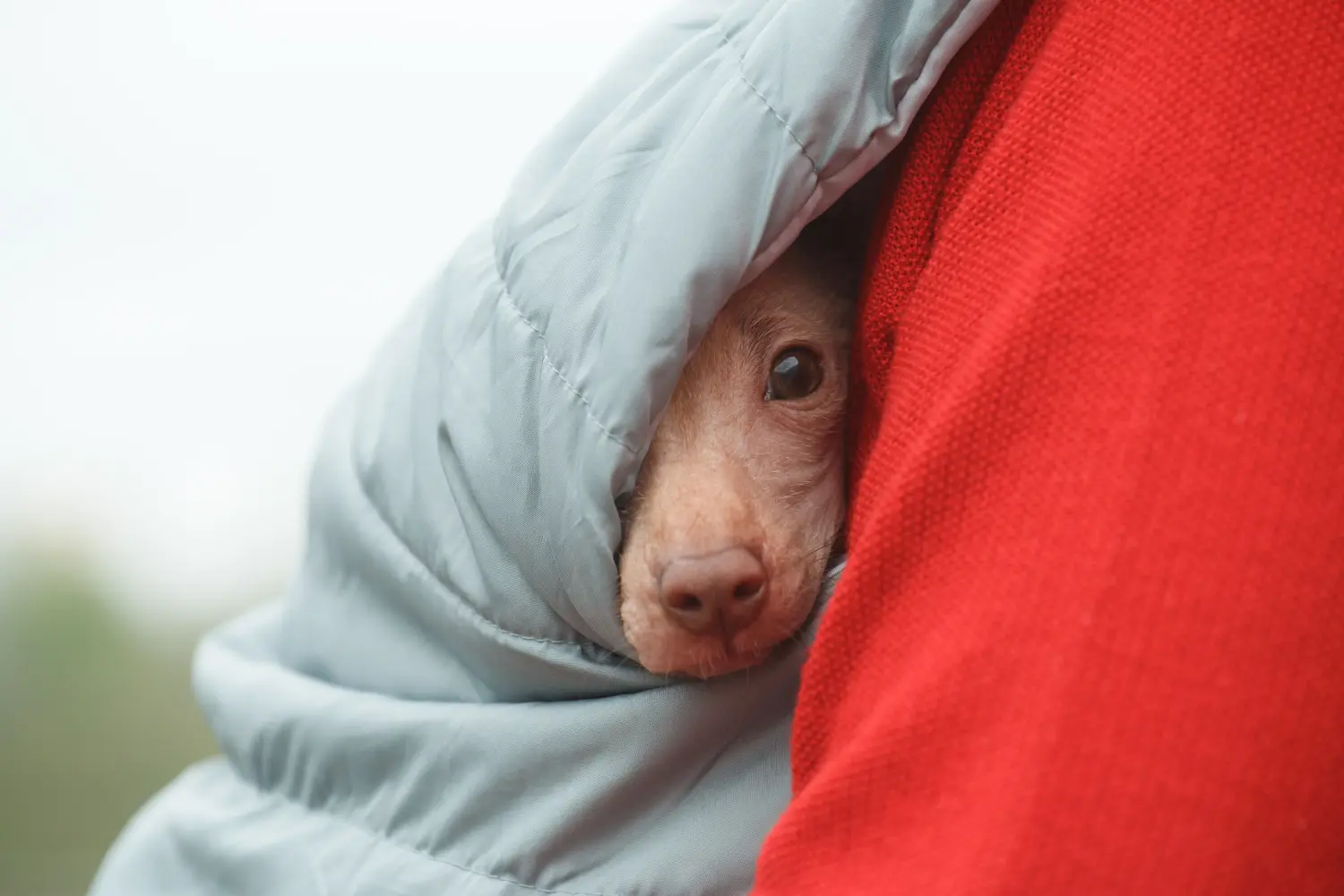 Acheter un chiot chien nu péruvien, c'est prendre ses responsabilités ! Acheter un chiot chien nu péruvien.