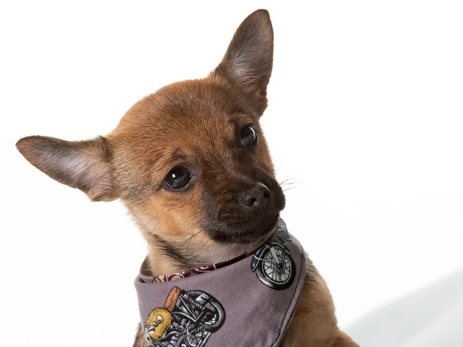 Acheter un chiot pomchi, c'est prendre ses responsabilités ! Acheter des chiots Pomchi.