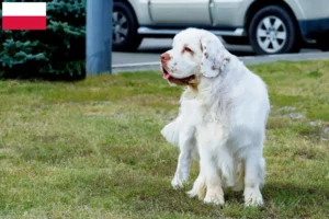 Lire la suite à propos de l’article Éleveurs de Clumber Spaniel et chiots en Pologne