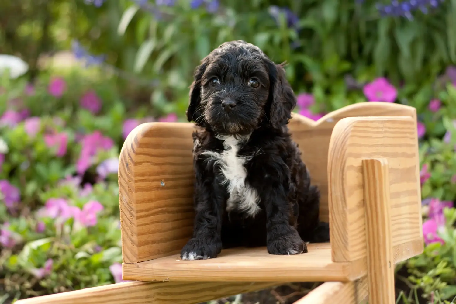 Acheter un chiot Cockapoo, c'est prendre ses responsabilités ! Acheter des chiots Cockapoo.