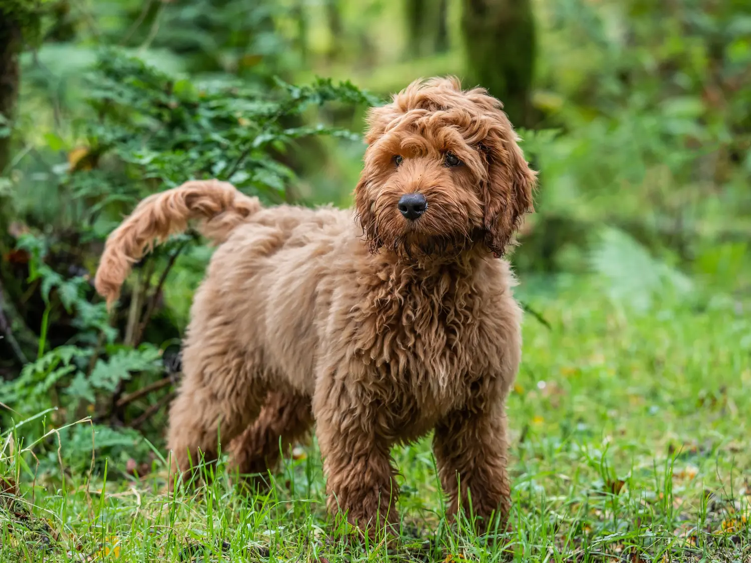 Acheter un chiot Cockapoo, c'est prendre ses responsabilités ! Acheter des chiots Cockapoo.
