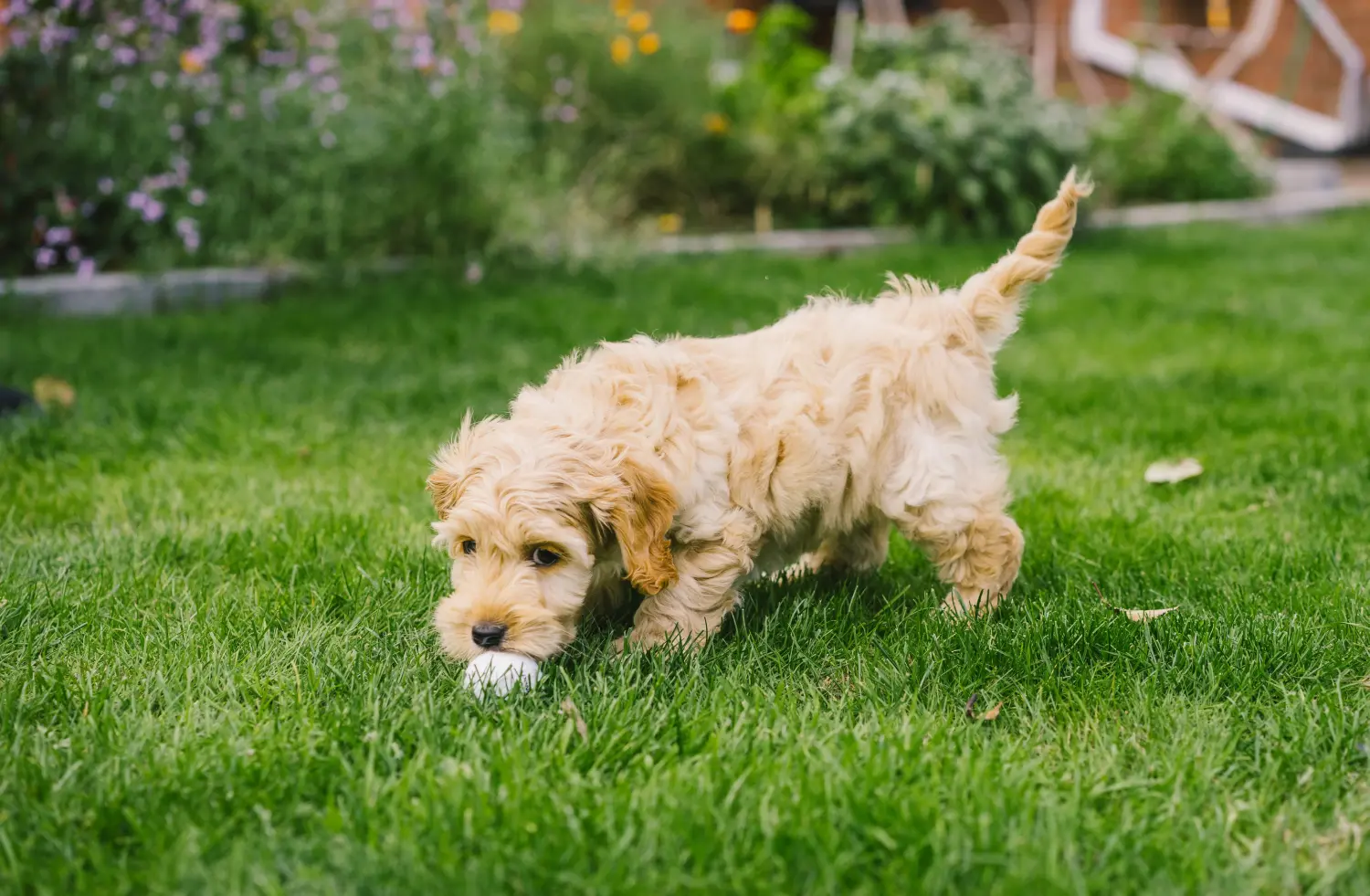 Acheter un chiot Cockapoo, c'est prendre ses responsabilités ! Acheter des chiots Cockapoo.