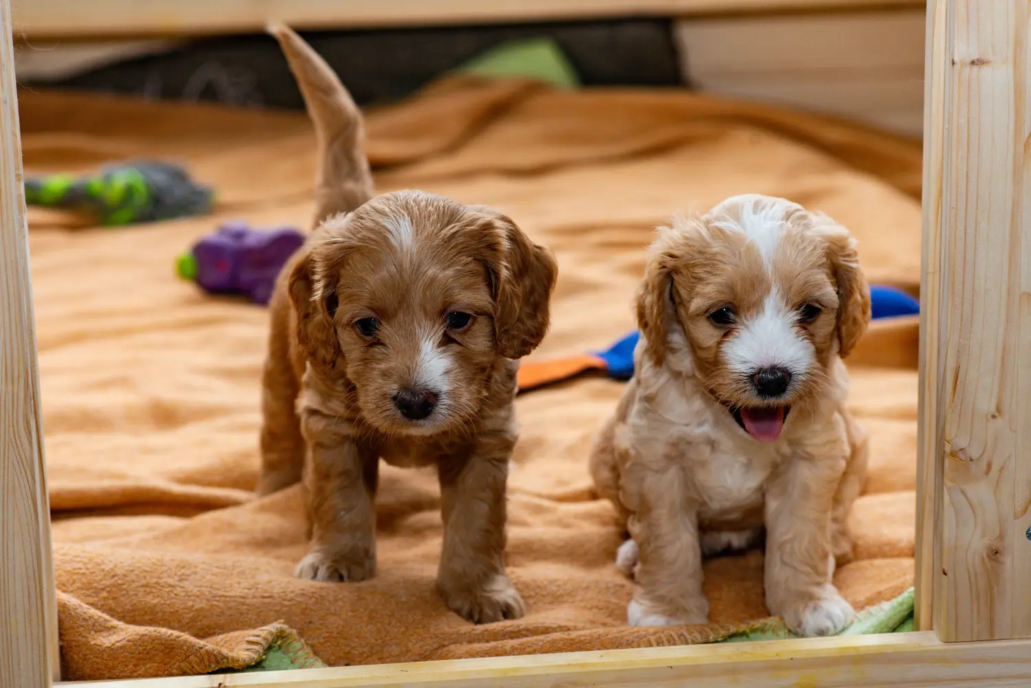 Acheter un chiot Cockapoo, c'est prendre ses responsabilités ! Acheter des chiots Cockapoo.