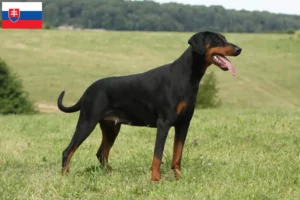 Lire la suite à propos de l’article Dobermann éleveurs et chiots en Slovaquie