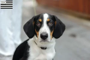 Lire la suite à propos de l’article Éleveurs Drever et chiots en Bretagne