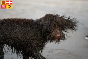 Lire la suite à propos de l’article Éleveurs d’Irish Water Spaniel et chiots en Auvergne-Rhône-Alpes