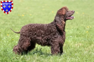 Lire la suite à propos de l’article Éleveurs d’Irish Water Spaniel et chiots en Centre-Val de Loire
