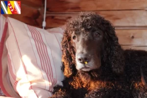 Lire la suite à propos de l’article Éleveurs d’Irish Water Spaniel et chiots en Grand Est