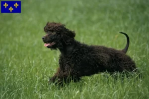 Lire la suite à propos de l’article Éleveurs d’Irish Water Spaniel et chiots en Île-de-France
