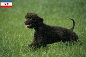 Lire la suite à propos de l’article Éleveurs d’Irish Water Spaniel et chiots dans le Mecklembourg-Poméranie occidentale