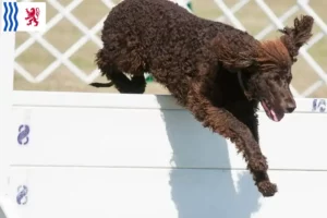 Lire la suite à propos de l’article Éleveurs d’Irish Water Spaniel et chiots en Nouvelle-Aquitaine