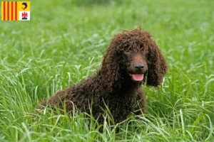 Lire la suite à propos de l’article Éleveurs d’Irish Water Spaniel et chiots en Provence-Alpes-Côte d’Azur