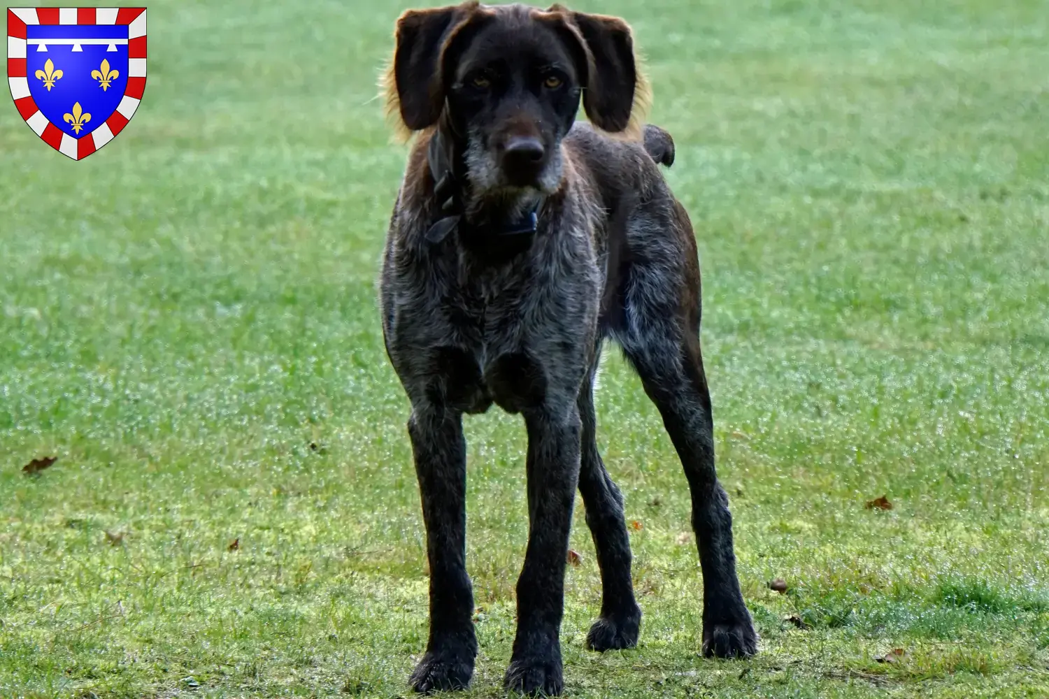 Chiots et éleveurs allemands à poil dur Centre-Val de Loire Ici tu trouveras des éleveurs de Poil de mouche allemand en Centre-Val de Loire.