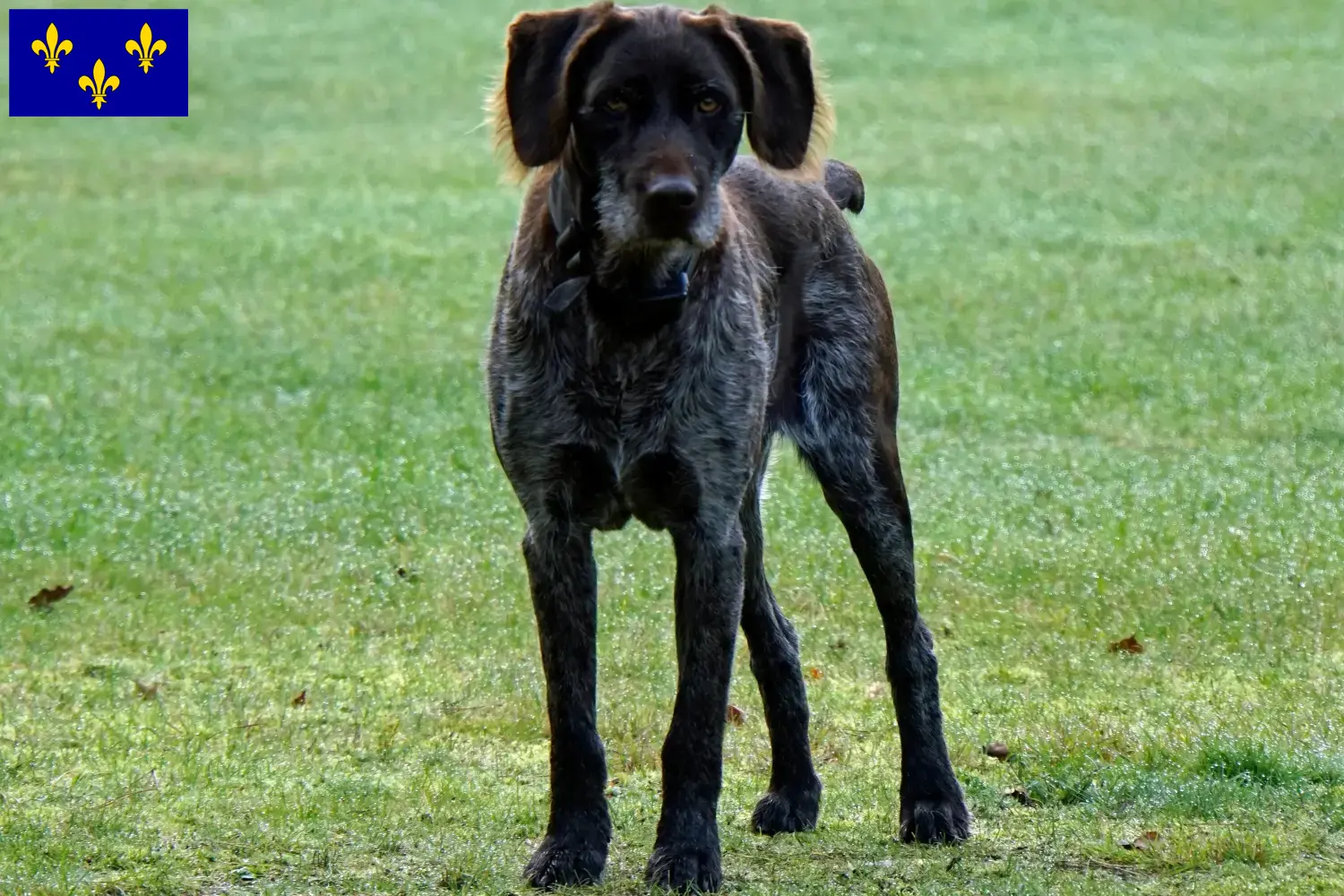 Chiots et éleveurs de chiens allemands à poil dur d'Île-de-France Ici tu trouveras des éleveurs de Poil de Carotte Allemand en Île-de-France.