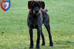 Lire la suite à propos de l’article Éleveurs de chiens allemands à poil dur et chiots en Pays de la Loire