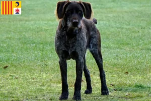 Lire la suite à propos de l’article Éleveurs et chiots de chiens allemands à poil dur en Provence-Alpes-Côte d’Azur