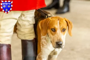 Lire la suite à propos de l’article Éleveurs de Foxhounds anglais et chiots en Centre-Val de Loire