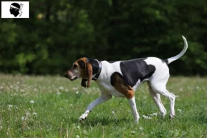 Lire la suite à propos de l’article Éleveurs de Foxhounds anglais et chiots en Corse