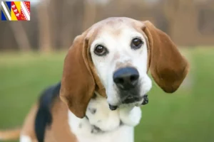 Lire la suite à propos de l’article Éleveurs de Foxhounds anglais et chiots en Grand Est