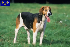 Lire la suite à propos de l’article Éleveurs de Foxhounds anglais et chiots en Île-de-France