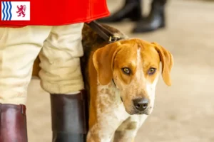 Lire la suite à propos de l’article Éleveurs de Foxhounds anglais et chiots en Nouvelle-Aquitaine