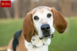 Lire la suite à propos de l’article Éleveurs de Foxhounds anglais et chiots en Occitanie