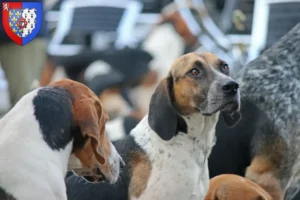 Lire la suite à propos de l’article Éleveurs de Foxhounds anglais et chiots en Pays de la Loire