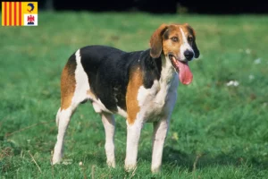Lire la suite à propos de l’article Éleveurs de Foxhounds anglais et chiots en Provence-Alpes-Côte d’Azur