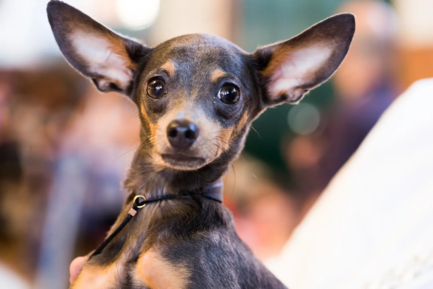 Acheter un chiot English Toy Terrier, c'est prendre ses responsabilités ! Acheter un chiot English Toy Terrier.