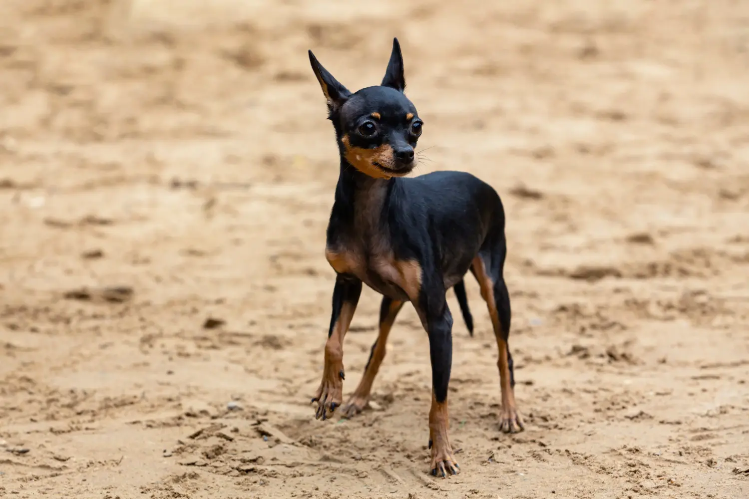 Acheter un chiot English Toy Terrier, c'est prendre ses responsabilités ! Acheter un chiot English Toy Terrier.