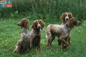 Lire la suite à propos de l’article Éleveurs d’Epagneul de Pont-Audemer et chiots en Bourgogne-Franche-Comté