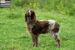 Lire la suite à propos de l’article Éleveurs d’Epagneul de Pont-Audemer et chiots en Bretagne