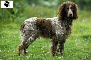 Lire la suite à propos de l’article Éleveurs d’Epagneul de Pont-Audemer et chiots en Corse