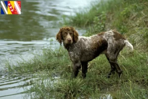 Lire la suite à propos de l’article Éleveurs d’Epagneul de Pont-Audemer et chiots dans le Grand Est