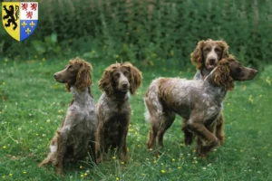 Lire la suite à propos de l’article Éleveurs d’Epagneul de Pont-Audemer et chiots en Hauts-de-France