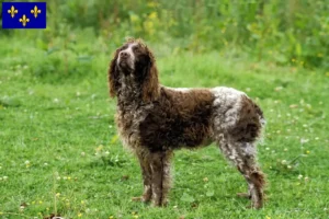 Lire la suite à propos de l’article Éleveurs d’Epagneul de Pont-Audemer et chiots en Île-de-France