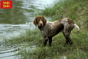 Lire la suite à propos de l’article Éleveurs d’Epagneul de Pont-Audemer et chiots en Normandie