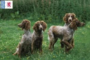 Lire la suite à propos de l’article Éleveurs d’Epagneul de Pont-Audemer et chiots en Nouvelle-Aquitaine