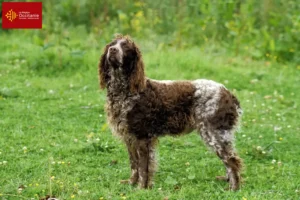 Lire la suite à propos de l’article Éleveurs d’Epagneul de Pont-Audemer et chiots en Occitanie