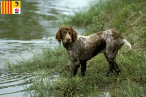 Lire la suite à propos de l’article Éleveurs d’Epagneul de Pont-Audemer et chiots en Provence-Alpes-Côte d’Azur