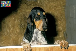 Lire la suite à propos de l’article Gascon Saintongeois éleveurs et chiots en Bourgogne-Franche-Comté