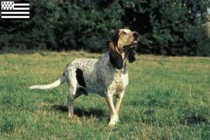 Lire la suite à propos de l’article Gascon Saintongeois éleveurs et chiots en Bretagne