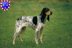 Lire la suite à propos de l’article Gascon Saintongeois éleveurs et chiots en Centre-Val de Loire