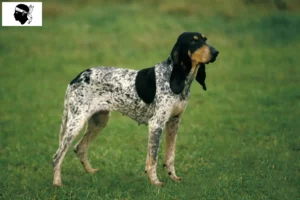 Lire la suite à propos de l’article Gascon Saintongeois éleveurs et chiots en Corse