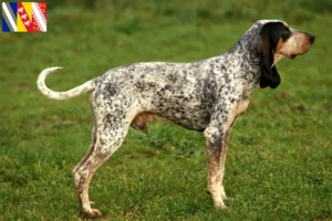Lire la suite à propos de l’article Gascon Saintongeois éleveurs et chiots dans le Grand Est