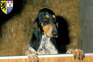 Lire la suite à propos de l’article Gascon Saintongeois éleveurs et chiots en Hauts-de-France
