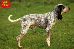 Lire la suite à propos de l’article Gascon Saintongeois éleveurs et chiots en Normandie