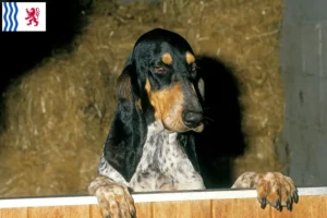 Lire la suite à propos de l’article Gascon Saintongeois éleveurs et chiots en Nouvelle-Aquitaine