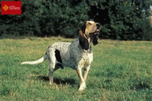 Lire la suite à propos de l’article Gascon Saintongeois éleveurs et chiots en Occitanie